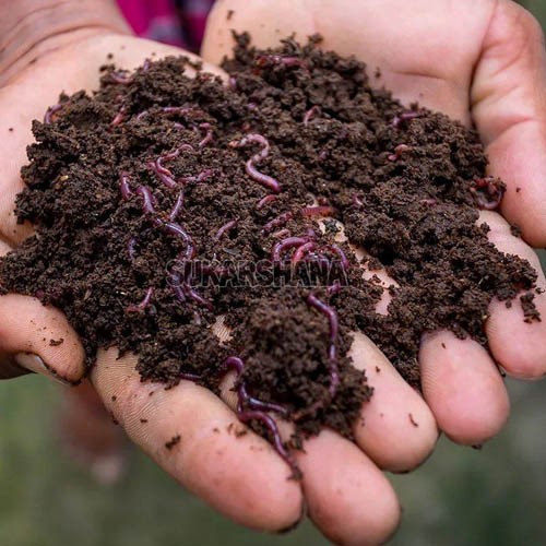 Brown Vermicompost Fertilizer 1Kg Supplier